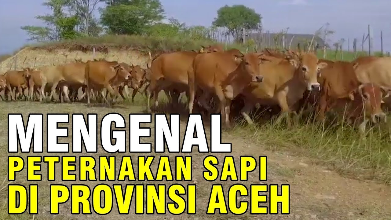 
                                 Peternakan-Sapi-Provinsi-Aceh